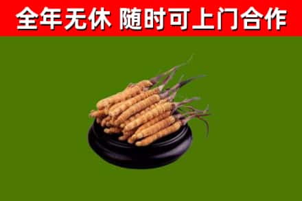 鸡东县回收冬虫夏草