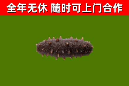 鸡东县回收海参干